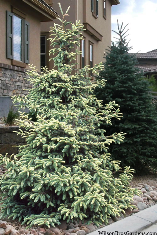 Variegated Black Hills Spruce Tree (Picea Mariana 'Aureovariegata') - 3 Gallon Pot 1 Variegated Black Hills Spruce Tree (Picea Mariana 'Aureovariegata') - 3 Gallon Pot