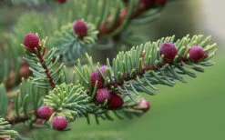 Variegated Black Hills Spruce Tree (Picea Mariana 'Aureovariegata') - 3 Gallon Pot 10 Variegated Black Hills Spruce Tree (Picea Mariana 'Aureovariegata') - 3 Gallon Pot -Wilson Bros Gardens picea mariana aureo variegata black spruce 4