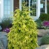 Early Gold Oriental Spruce - 3 Gallon Pot