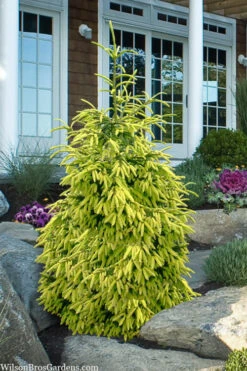 Early Gold Oriental Spruce - 3 Gallon Pot 9 Early Gold Oriental Spruce - 3 Gallon Pot -Wilson Bros Gardens picea orientalis early gold oriental spruce 3