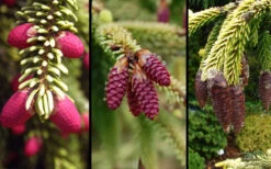 Early Gold Oriental Spruce - 3 Gallon Pot 8 Early Gold Oriental Spruce - 3 Gallon Pot -Wilson Bros Gardens picea orientalis skylands spruce 4