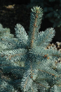 Baby Blue Eyes Colorado Spruce - 6 Gallon Pot -Wilson Bros Gardens picea pungens baby blue eyes colorado spruce tree 4