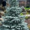 Baby Blue Eyes Colorado Spruce - 6 Gallon Pot