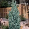 Blue Totem Colorado Blue Spruce - 1 Gallon Pot