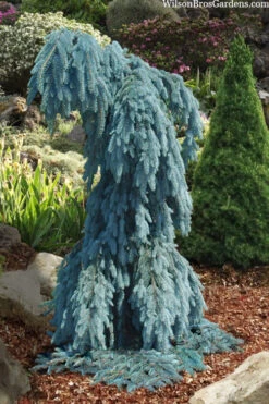 Slenderina Weeping Colorado Blue Spruce - 5 Gallon Pot -Wilson Bros Gardens picea pungens glauca slenderina pendula weeping colorado spruce 4