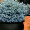 Dwarf Globe Blue Spruce (Picea Pungens 'Globosa') - 1 Gallon Pot