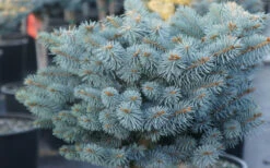 Dwarf Globe Blue Spruce (Picea Pungens 'Globosa') - 1 Gallon Pot -Wilson Bros Gardens picea pungens globosa dwarf globe blue spruce 2