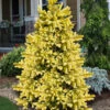 Lantern Fire Golden Colorado Spruce - 3 Gallon Pot