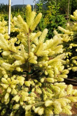 Lantern Fire Golden Colorado Spruce - 1 Gallon Pot -Wilson Bros Gardens picea pungens lantern fire golden colorado spruce 7