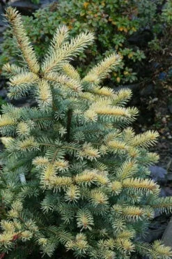 Walnut Glen Colorado Spruce - 6 Gallon Pot 5 Walnut Glen Colorado Spruce - 6 Gallon Pot -Wilson Bros Gardens picea pungens walnut glen colorado spruce 3