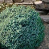 Papoose Sitka Spruce (Picea Sitchensis) - 1 Gallon Pot