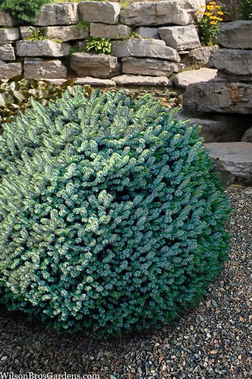 Papoose Sitka Spruce (Picea Sitchensis) - 1 Gallon Pot 1 Papoose Sitka Spruce (Picea Sitchensis) - 1 Gallon Pot