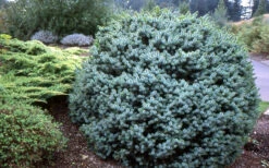 Papoose Sitka Spruce (Picea Sitchensis) - 1 Gallon Pot 9 Papoose Sitka Spruce (Picea Sitchensis) - 1 Gallon Pot -Wilson Bros Gardens picea sitchensis papoose sitka spruce 2