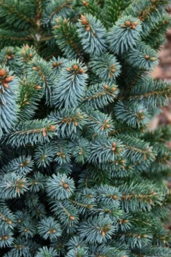 Papoose Sitka Spruce (Picea Sitchensis) - 1 Gallon Pot 8 Papoose Sitka Spruce (Picea Sitchensis) - 1 Gallon Pot -Wilson Bros Gardens picea sitchensis papoose sitka spruce 4