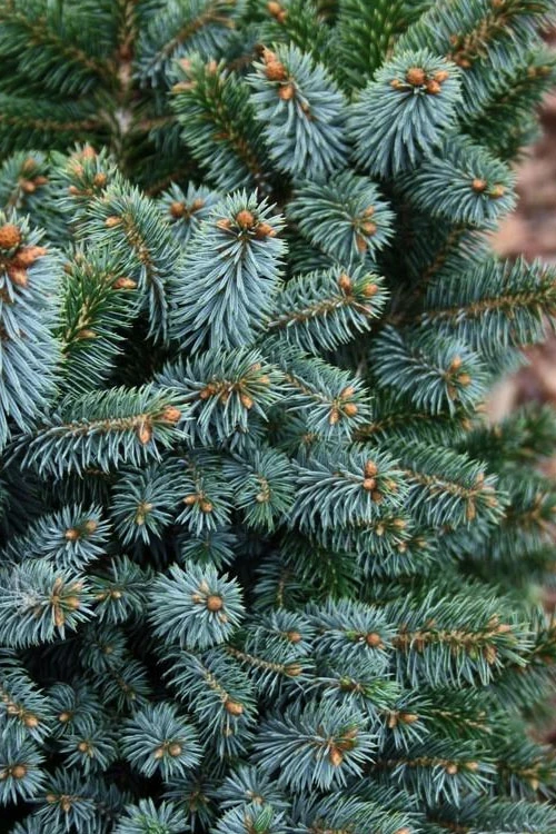 Papoose Sitka Spruce (Picea Sitchensis) - 1 Gallon Pot 4 Papoose Sitka Spruce (Picea Sitchensis) - 1 Gallon Pot - Image 4