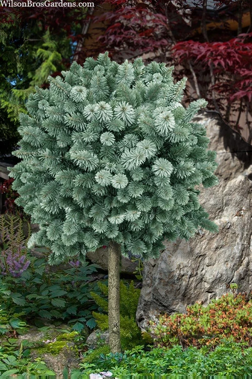 Silver Dwarf Sitka Spruce (Single Trunk Topiary Tree) - 6 Gallon Pot 1 Silver Dwarf Sitka Spruce (Single Trunk Topiary Tree) - 6 Gallon Pot