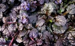 Black Scallop Ajuga Bugleweed - 10 Pack Of Pint Pots -Wilson Bros Gardens picture ajuga black scallop