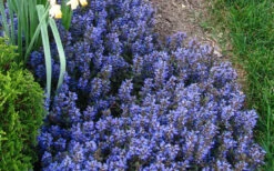 Chocolate Chip Ajuga (Bugleweed) - 5 Pack Of 4" Pint Pots -Wilson Bros Gardens picture ajuga chocolate chip 2