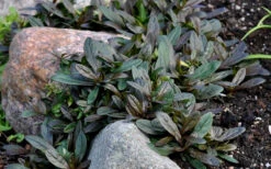 Chocolate Chip Ajuga (Bugleweed) - 5 Pack Of 4" Pint Pots -Wilson Bros Gardens picture ajuga chocolate chip 7
