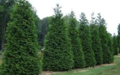 Green Giant Arborvitae - 1 Gallon Pot -Wilson Bros Gardens picture arborvitae green giant 2 4