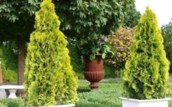 Highlights Arborvitae Thuja Janed Gold - 6 Gallon Pot -Wilson Bros Gardens picture arborvitaejanedgold 2