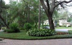 Asian Jasmine (Trachelospermum Asiaticum) - 36 Pack Of 3.5" Pint Pots -Wilson Bros Gardens picture asian jasmine 8 4