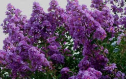 Twilight Purple Crape Myrtle - 1 Gallon Pot -Wilson Bros Gardens picture crape myrtle twilight 1