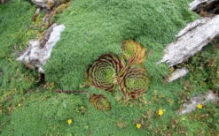 Elfin Creeping Thyme (Thymus Serpyllum 'Elfin') - 5 Pack Of Quart Pots 11 Elfin Creeping Thyme (Thymus Serpyllum 'Elfin') - 5 Pack Of Quart Pots -Wilson Bros Gardens picture creeping thyme elfin 4 3