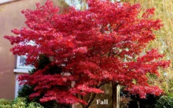 Red 'N Summer Japanese Maple - Acer Palmatum 'Hefner's Red' - 3 Gallon Pot (3-4') -Wilson Bros Gardens picture japanese maple hefners red fall 2