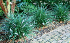 Emerald Goddess Liriope (Lilyturf) - 6 Pack Of 1 Gallon Pots -Wilson Bros Gardens picture liriope emerald goddess 1 2