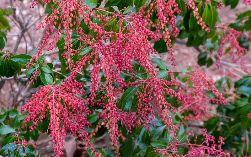 Dorothy Wycoff Pieris - 3 Gallon Pot 7 Dorothy Wycoff Pieris - 3 Gallon Pot - Image 7