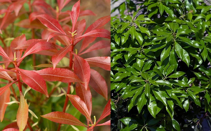 Dorothy Wycoff Pieris - 1 Gallon Pot 5 Dorothy Wycoff Pieris - 1 Gallon Pot - Image 5