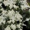 Southern Lady Pieris - 3 Gallon Pot
