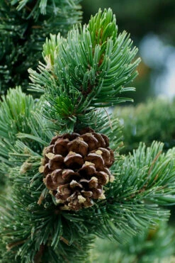 Rocky Mountain Bristlecone Pine (Pinus Aristata) - 3 Gallon Pot 15 Rocky Mountain Bristlecone Pine (Pinus Aristata) - 3 Gallon Pot -Wilson Bros Gardens pinus aristata bristlecone pine 12