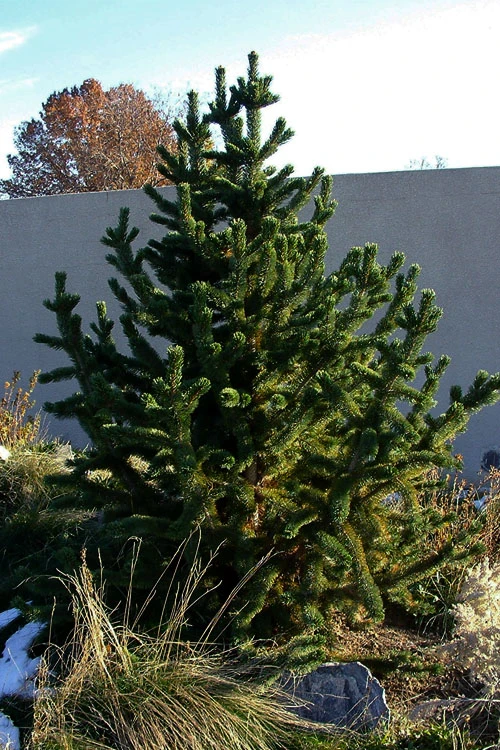 Rocky Mountain Bristlecone Pine (Pinus Aristata) - 3 Gallon Pot 6 Rocky Mountain Bristlecone Pine (Pinus Aristata) - 3 Gallon Pot - Image 6