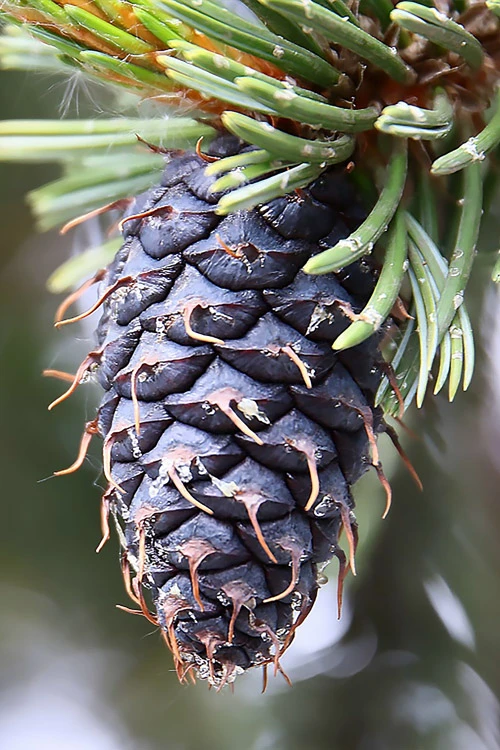 Rocky Mountain Bristlecone Pine (Pinus Aristata) - 3 Gallon Pot 9 Rocky Mountain Bristlecone Pine (Pinus Aristata) - 3 Gallon Pot - Image 9