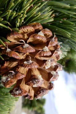 Rocky Mountain Bristlecone Pine (Pinus Aristata) - 3 Gallon Pot 13 Rocky Mountain Bristlecone Pine (Pinus Aristata) - 3 Gallon Pot -Wilson Bros Gardens pinus aristata bristlecone pine 4
