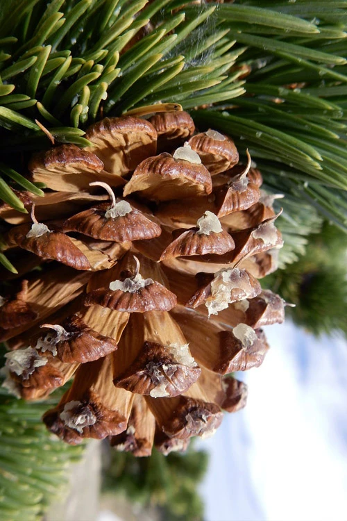 Rocky Mountain Bristlecone Pine (Pinus Aristata) - 3 Gallon Pot 5 Rocky Mountain Bristlecone Pine (Pinus Aristata) - 3 Gallon Pot - Image 5