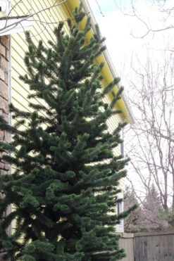 Rocky Mountain Bristlecone Pine (Pinus Aristata) - 3 Gallon Pot 16 Rocky Mountain Bristlecone Pine (Pinus Aristata) - 3 Gallon Pot -Wilson Bros Gardens pinus aristata bristlecone pine 5