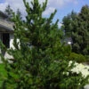 Rocky Mountain Bristlecone Pine (Pinus Aristata) - 3 Gallon Pot