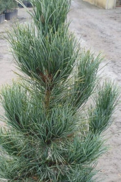 Blue Swiss Stone Pine - 3 Gallon Pot 7 Blue Swiss Stone Pine - 3 Gallon Pot -Wilson Bros Gardens pinus cembra glauca blue swiss stone pine 10