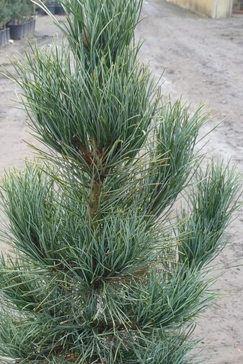 Blue Swiss Stone Pine - 3 Gallon Pot 3 Blue Swiss Stone Pine - 3 Gallon Pot - Image 3