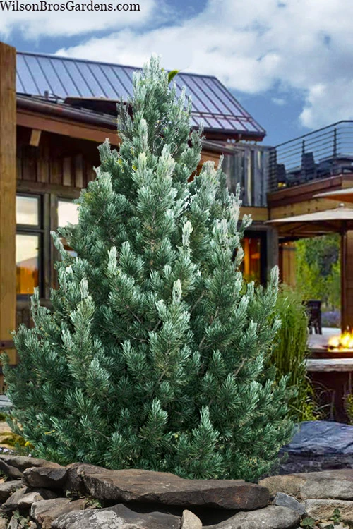 Blue Swiss Stone Pine - 3 Gallon Pot 1 Blue Swiss Stone Pine - 3 Gallon Pot