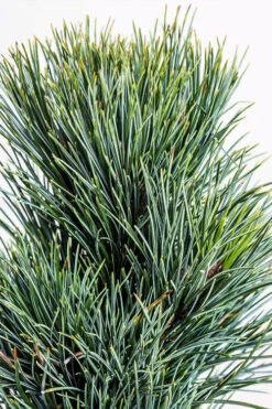 Blue Swiss Stone Pine - 3 Gallon Pot 9 Blue Swiss Stone Pine - 3 Gallon Pot -Wilson Bros Gardens pinus cembra glauca blue swiss stone pine 3
