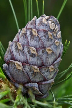 Blue Swiss Stone Pine - 3 Gallon Pot 8 Blue Swiss Stone Pine - 3 Gallon Pot -Wilson Bros Gardens pinus cembra glauca blue swiss stone pine 5