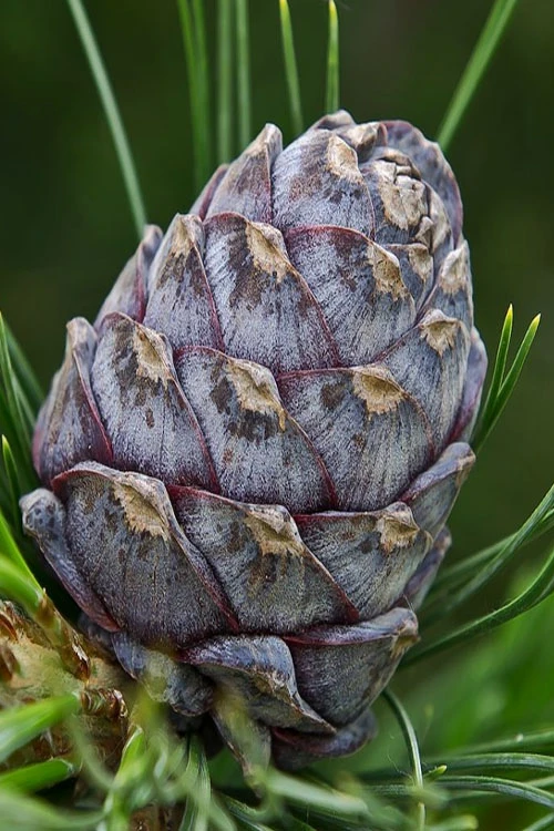 Blue Swiss Stone Pine - 3 Gallon Pot 4 Blue Swiss Stone Pine - 3 Gallon Pot - Image 4