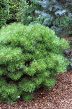Jane Kluis Japanese Red Pine - 3 Gallon Pot -Wilson Bros Gardens pinus densiflora jane kluis japanese red pine 3