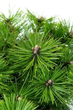 Jane Kluis Japanese Red Pine - 3 Gallon Pot -Wilson Bros Gardens pinus densiflora jane kluis japanese red pine 4