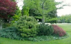 Jane Kluis Japanese Red Pine - 3 Gallon Pot -Wilson Bros Gardens pinus densiflora jane kluis japanese red pine 5