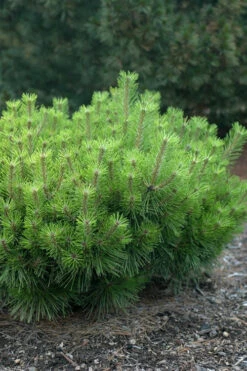 Jane Kluis Japanese Red Pine - 3 Gallon Pot -Wilson Bros Gardens pinus densiflora jane kluis japanese red pine 6